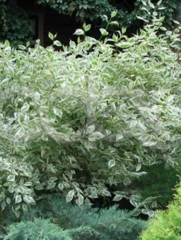 0bf1456dd38b66a819ea3796daedd501