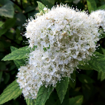 1637880593_3-pro-dachnikov-com-p-spireya-yaponskaya-albiflora-foto-3
