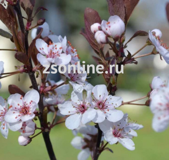 Изображение загружено обработкой по данным файла Excel