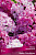 Флокс метельчатый Фрекл Пёпл Шейдз (пурпурные штрихи на белом фоне лепестка) 1шт