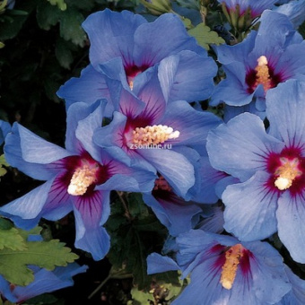 Изображение загружено обработкой по данным файла Excel