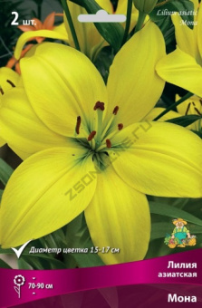 Лилия азиатская Мона 12-14/К 5шт