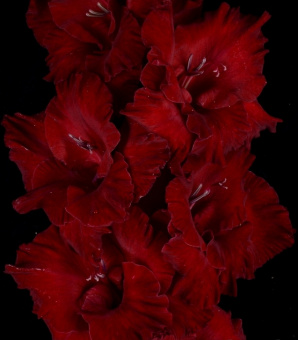 Гладиолус Знахарь