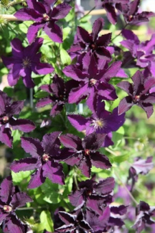 Изображение загружено обработкой по данным файла Excel