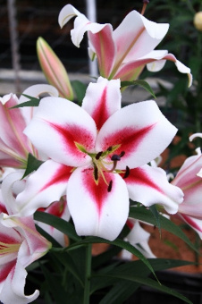 Лилия ОТ-Гибрид Гаучо