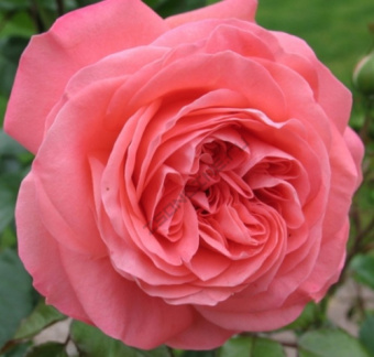 Роза флорибунда Шакенборг/ЦКор