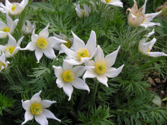 Прострел обыкновенный White