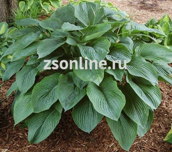 Изображение загружено обработкой по данным файла Excel