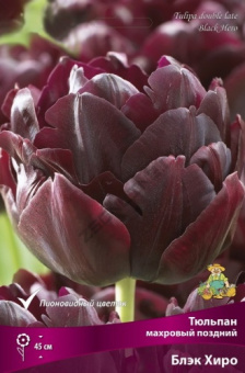 Тюльпан махровый поздний Блэк Хиро 11-12/К 7шт