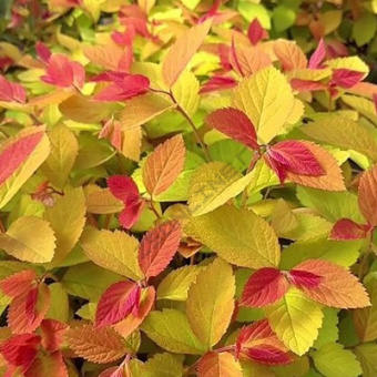 Спирея японская Дабл Плей Биг Бэнг/ЦКорЛюкс