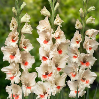 Гладиолус Аякс