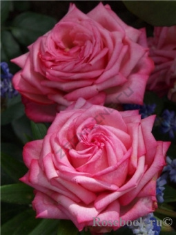 Роза чайно-гибридная Веддинг Беллс/ЦКор