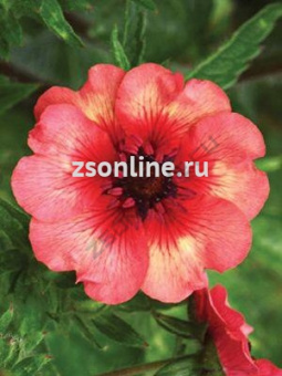 Изображение загружено обработкой по данным файла Excel