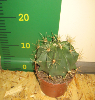 ферокактус