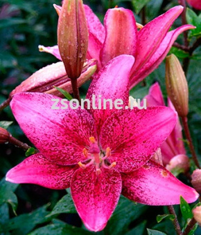 Изображение загружено обработкой по данным файла Excel