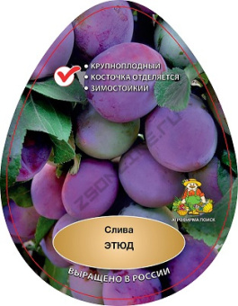 Слива Этюд/С