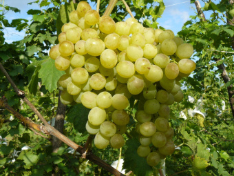 03-vino1