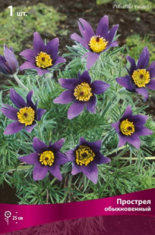 prostrel_obyknov_kaper