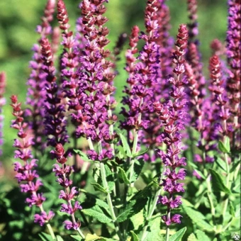 Шалфей в асс. C1,5