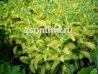 Изображение загружено обработкой по данным файла Excel