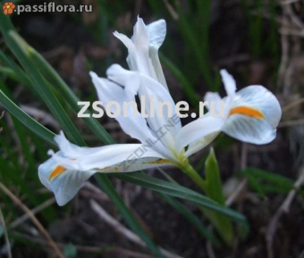 Изображение загружено обработкой по данным файла Excel