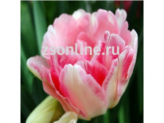 Изображение загружено обработкой по данным файла Excel