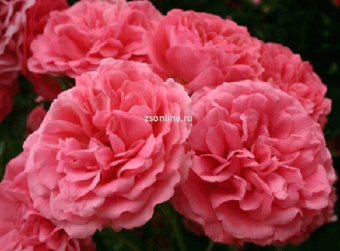 Изображение загружено обработкой по данным файла Excel