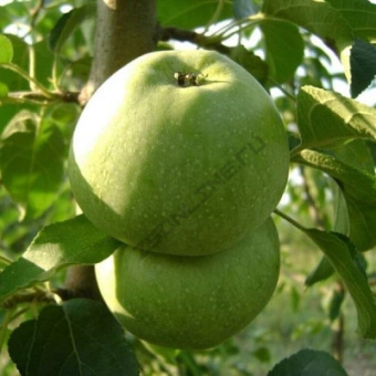 kutuzovec