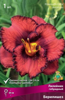 lileinik_gibrid_berilishes_kaper