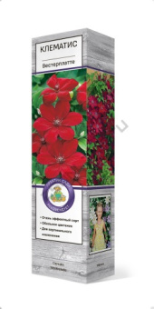 cl_clematis_westerplatte_3D