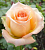 Роза чайно-гибридная Версилия 
