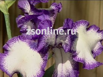 Изображение загружено обработкой по данным файла Excel