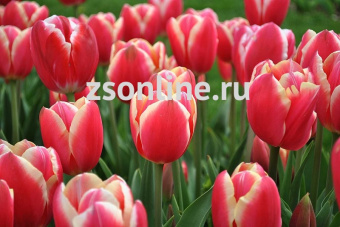 Изображение загружено обработкой по данным файла Excel