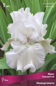 Ирис бородатый Иммортэлити/К