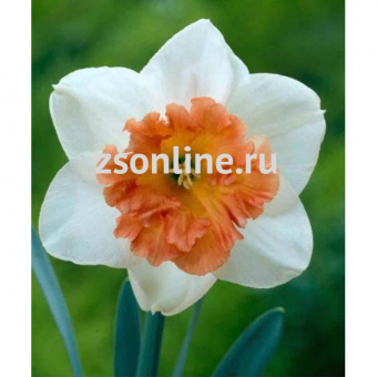 Изображение загружено обработкой по данным файла Excel