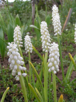 Мускари гроздеевидный Альбум