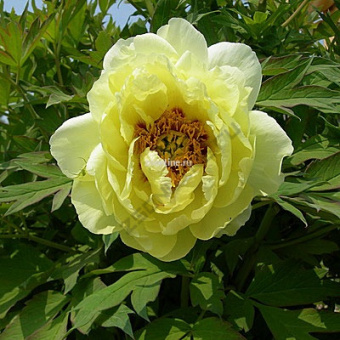 Изображение загружено обработкой по данным файла Excel