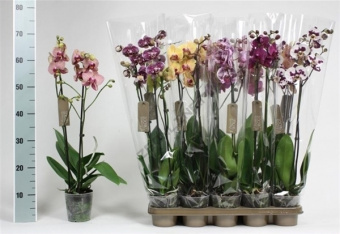 Орхидея Фаленопсис 6-9/45 см