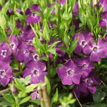 Барвинок малый в асс. P9