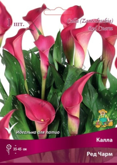 Калла Ред Чарм/К