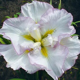 iris_japan_ledi_in_veyting