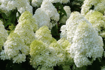 Гортензия метельчатая `Полар Бир`,Hydrangea paniculata`Polae BearBobo`  (30-40, C5,V)