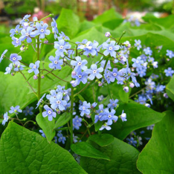 Бруннера сибирская