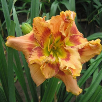 Лилейник гибридный Эрли Эрли Траффл