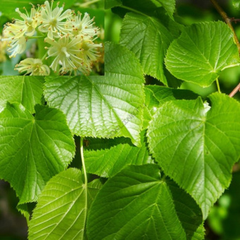 Lipa-melkolistnaya-768x768