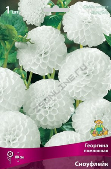 Георгин помпонный Сноуфлейк, 1 шт
