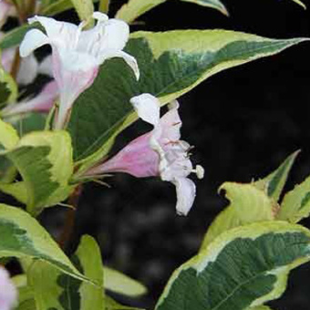 Вейгела цветущая Нана Вариегата С2 20-25