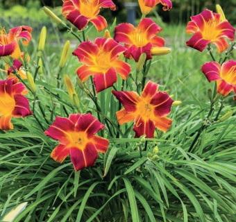 Лилейник гибридный ЭвериДейлили Ред Рибз