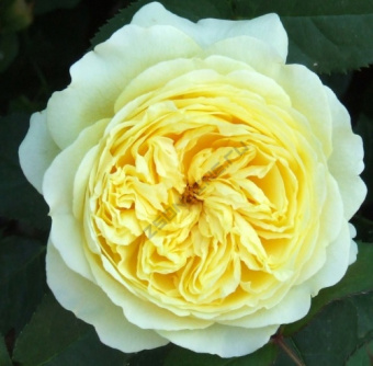 Роза парковая Нельсон Монфорт/ЦКор