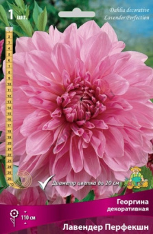 Георгин декоративный Лавендер Перфекшн (розово-лиловый, диаметр цветка 20см, 1шт, I)